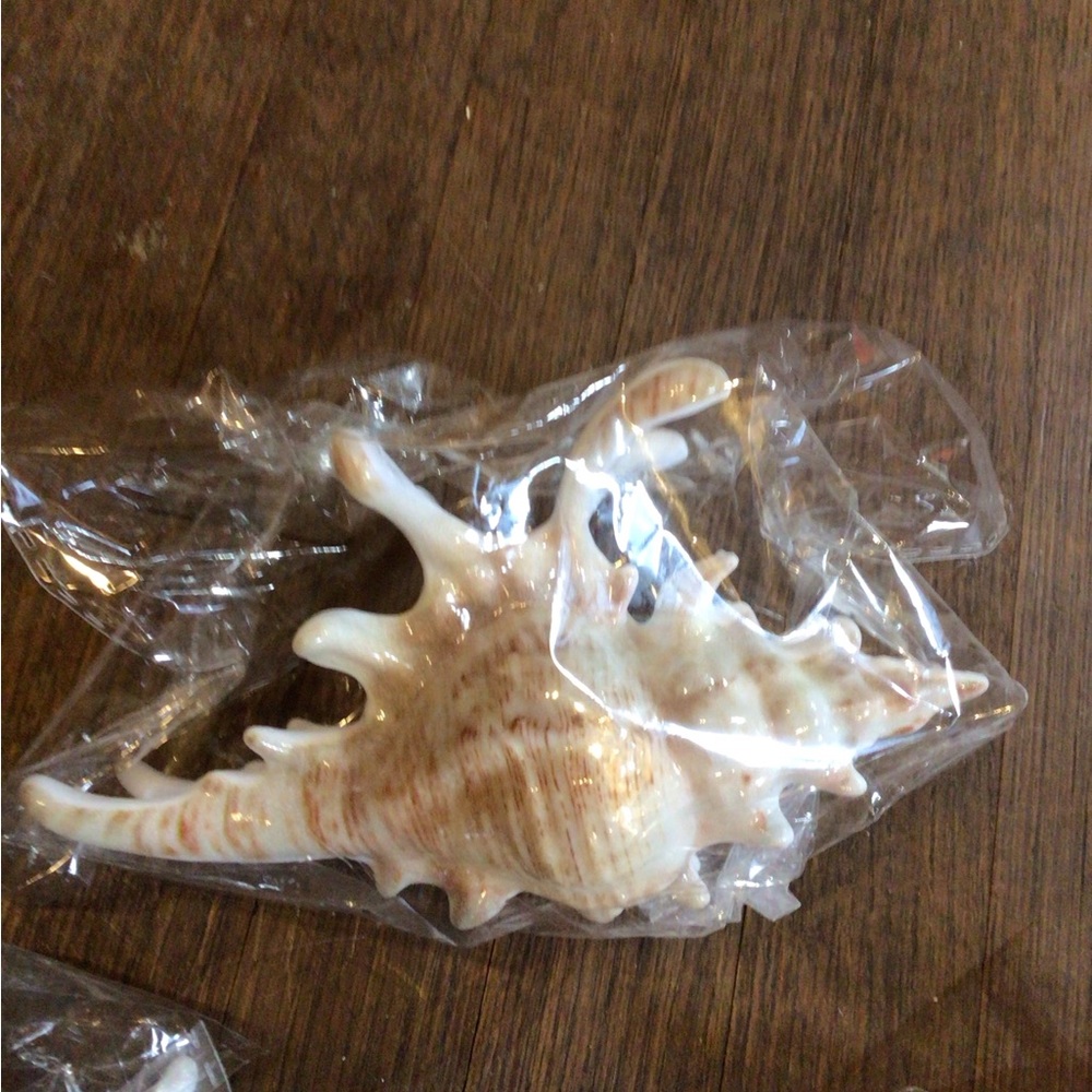 NEW! Set of 3 Shell Hair Claws in Cream, Beige & Coral - Picture 5 of 5